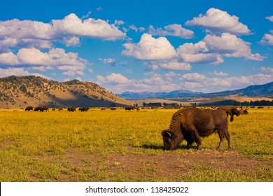Bison show in Grand Teton National Park