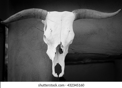 Bison Skull, black and white