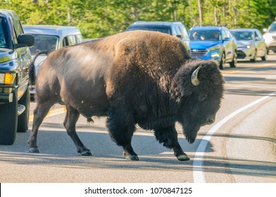 A Bison Slowly Crossing The Road In Yellowstone National Park, Wyoming, USA