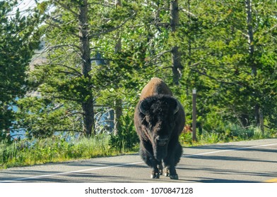 A Bison Slowly Crossing The Road In Yellowstone National Park, Wyoming, USA