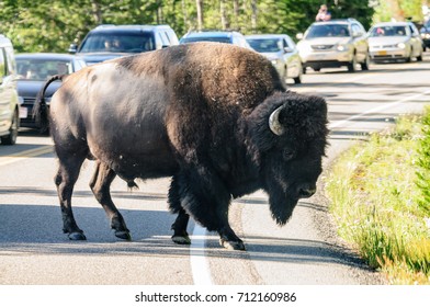 A Bison Slowly Crossing The Road In Yellowstone National Park, Wyoming, USA