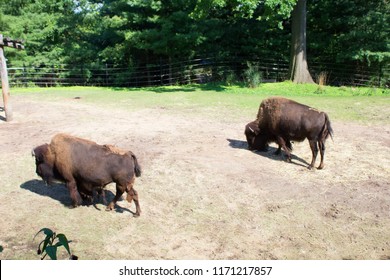 Bison Smithsonian Zoo Stock Photo 1171217857 | Shutterstock