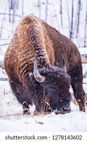 bison in the snow