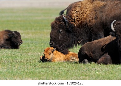 38 Bison in the southern plains Images, Stock Photos & Vectors ...