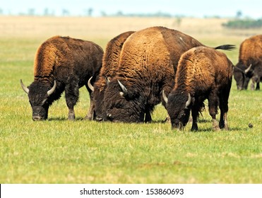 38 Bison in the southern plains Images, Stock Photos & Vectors ...