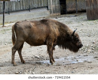 26 Buffalo stance Images, Stock Photos & Vectors | Shutterstock