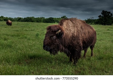 A Bison standing in the grass