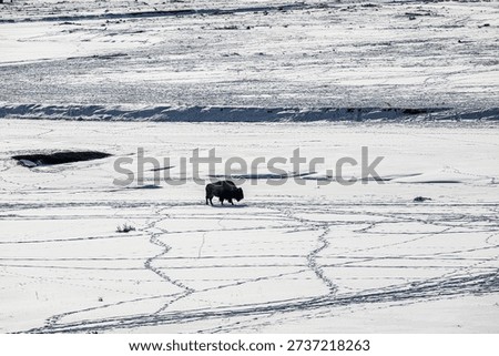 Bison Standing in Lamar Valley