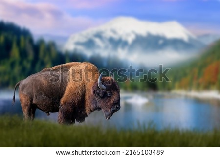 Bison stands in the grass against the backdrop of snow-capped mountains and lake at sunset