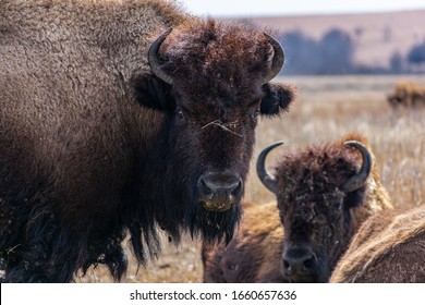 Bison at the tallgrass prairie preserve in Oklahoma