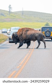 bison walking at yellowstone park
