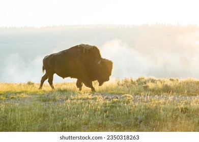 Bison Walks Across Frame Toward Bright Morning Light in Hayden Valley - Powered by Shutterstock