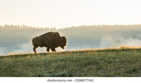 Bison Walks Across Gold Highlighted Hill Side In Hayden Valley in Yellowstone - Powered by Shutterstock