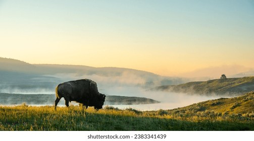 Bison Walks Toward The Foggy Yellowstone River in Summer - Powered by Shutterstock