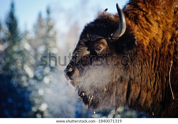 Bison (bison) in the wild, in winter, against the\
background of forest and snow, in their natural habitat. A\
beautiful portrait of a wild animal at the moment when it breathes\
and lets off steam