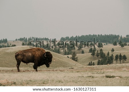 Bison at Wind Cave National Park