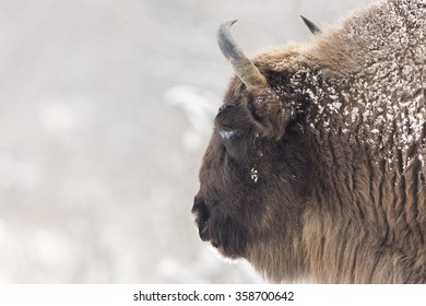 Bison Winter Day In The Snow 