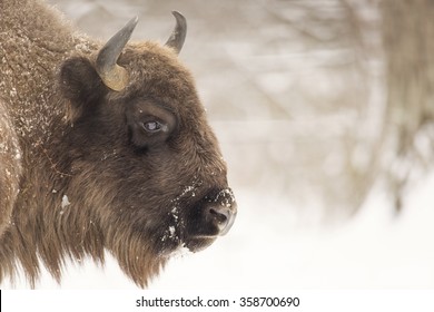 Bison Winter Day In The Snow 