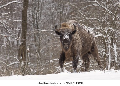 Bison Winter Day In The Snow 