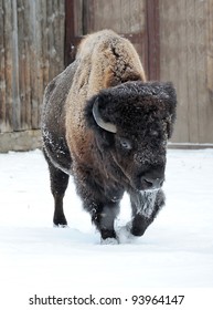 Bison Winter Day In The Snow