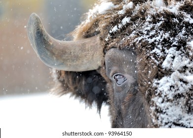 Bison Winter Day In The Snow