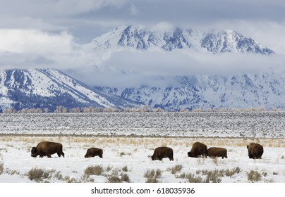 Bison, Winter, Grand Tetons National Park