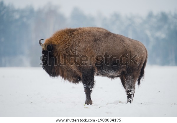 Bison in winter on snowy field.\
European bison covered with snow in wild nature. Wild\
animals.