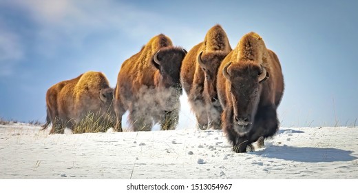 Bison in winter in Yellowstone National Park