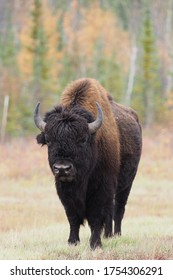 Bison In Wood Buffalo National Park, Canada