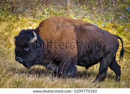 Similar – mr. bison Wild animal