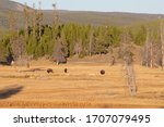 Bison in the Yellowstone national park, Wyoming, USA