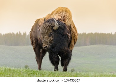 Bison In Yellowstone National Park In Wyoming