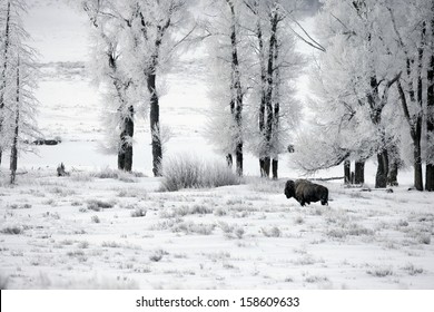Bison, Bison bison, Yellowstone, USA