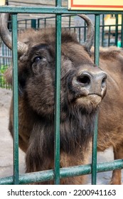 Bison In The Zoo, Artiodactyla Animal In Captivity