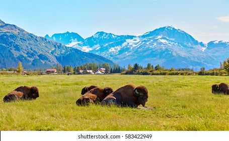 Bisons, Buffalos, Alaska Wildlife Conservation Center, Alaska, USA