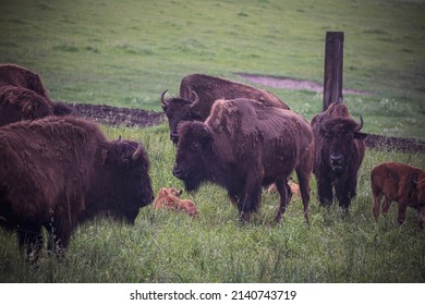 Bisons Changing The Coat For Summer. Dark Large Animals In A Green Field In Lithuania. Endangered Mammal Species. Selective Focus On The Details, Blurred Background.