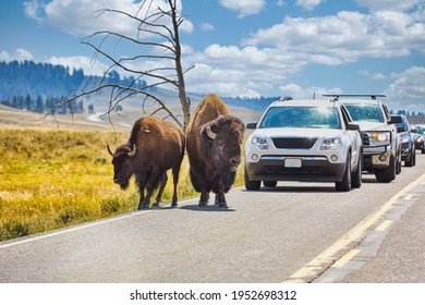 Bisons Crossing Road In The Yellowstone National Park. Wyoming. USA. August 2020