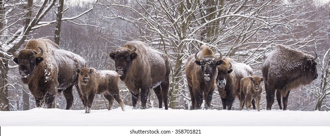 Bisons Family In Winter Day In The Snow 