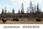  Bisons grazing along Yellowknife Highway                              