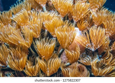 Bispira Brunnea, The Social Feather Duster Or Cluster Duster Is A Species Of Marine Bristleworm