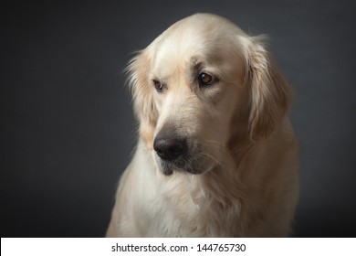 Bit Sad Looking But Cute Golden Retriever