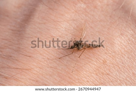 The bite of a malarial mosquito.A dead insect is lying on human skin.Komar kulex