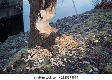 Bite Mark From A Beaver On A Tree By A River In Berlin.