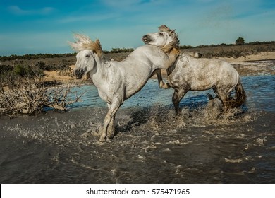 Biting white horses 