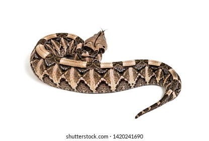 278 Bitis gabonica Images, Stock Photos & Vectors | Shutterstock