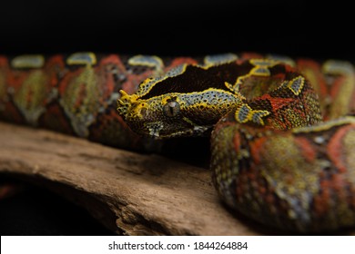 Bitis Nasicornis - Rhinoceros Viper