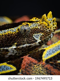 Bitis Nasicornis - Rhinoceros Viper Congo