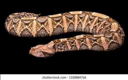 Bitis Rhinoceros / Gaboon Viper