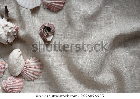 A bitmap image showing shells on a cloth