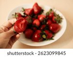A bitten strawberry held in hand above a white bowl filled with fresh strawberries, highlighting juicy texture, vibrant red color, and freshness of the fruit. First person view